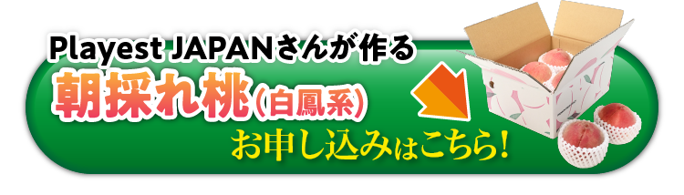 【産地直送】Playest JAPANさんが作る『朝採れ桃（白鳳系）』（山梨県産）