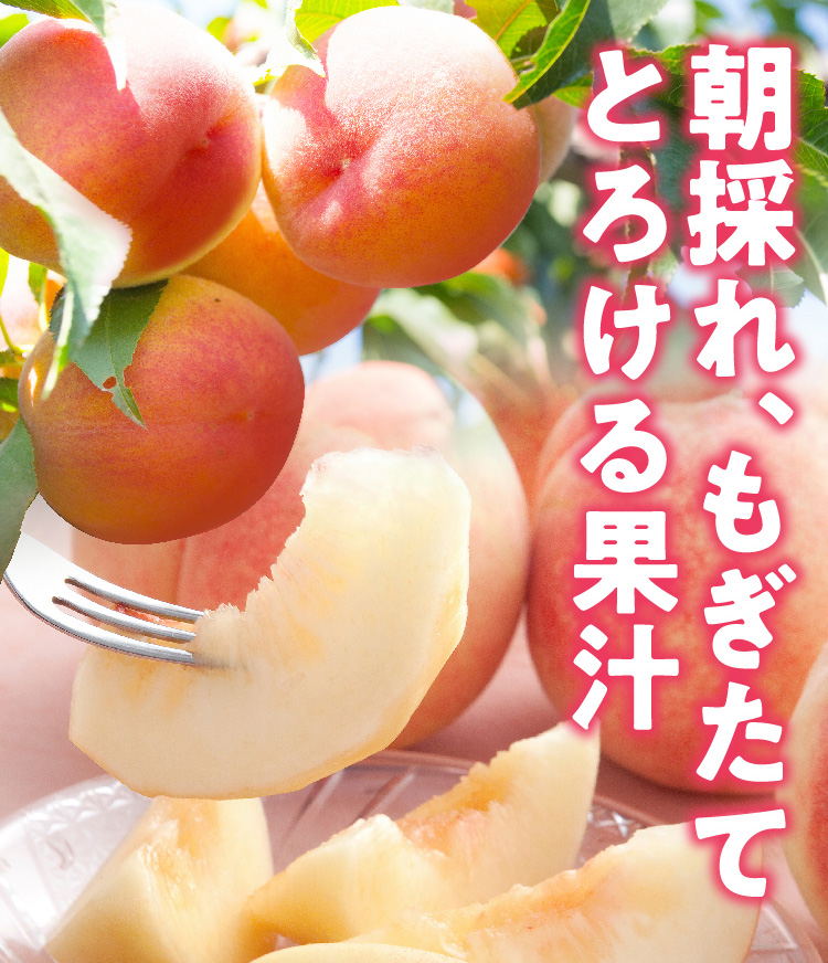 【産地直送】Playest JAPANさんが作る『朝採れ桃（白鳳系）』（山梨県産）