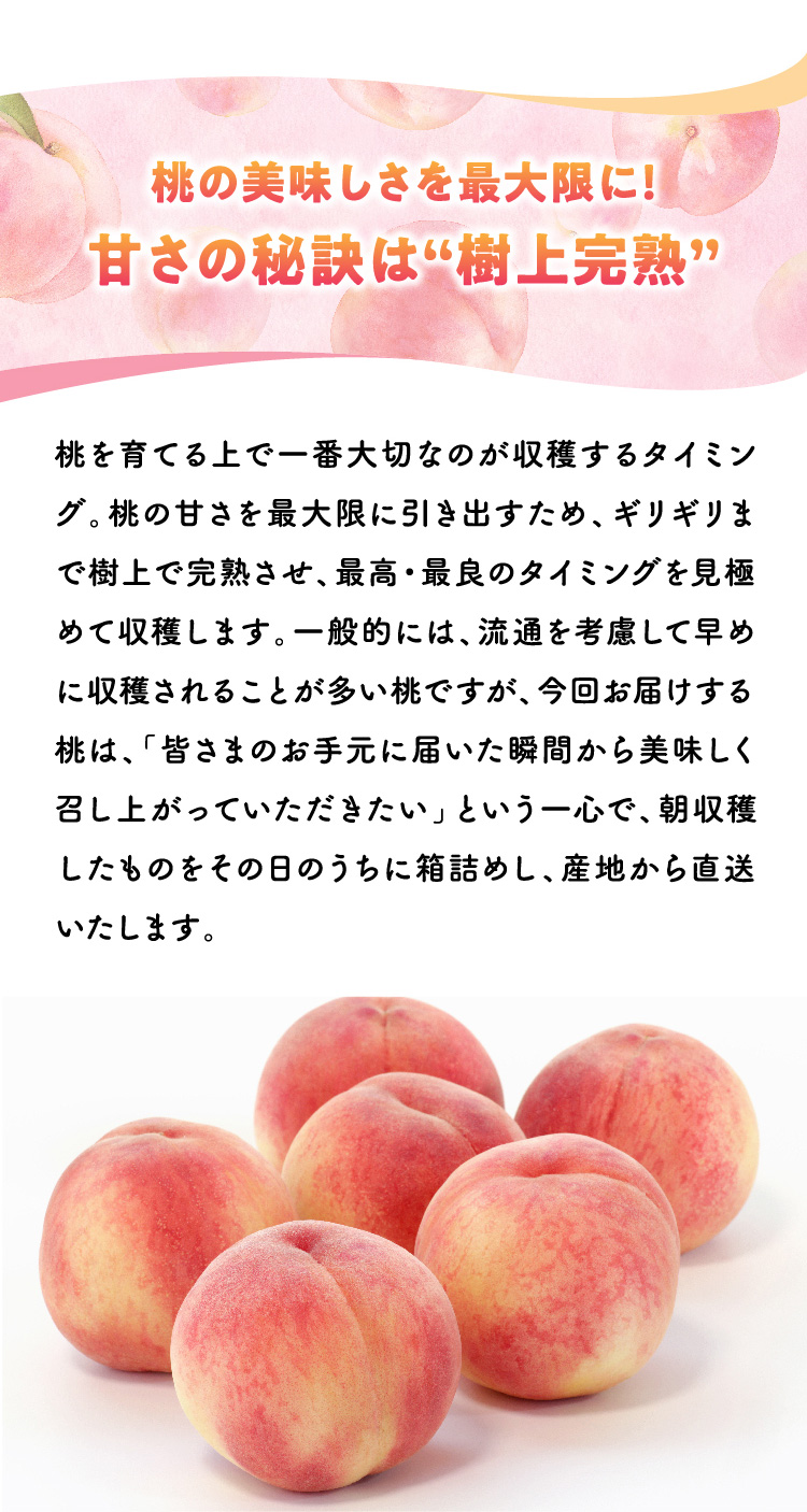 【産地直送】Playest JAPANさんが作る『朝採れ桃（白鳳系）』（山梨県産）
