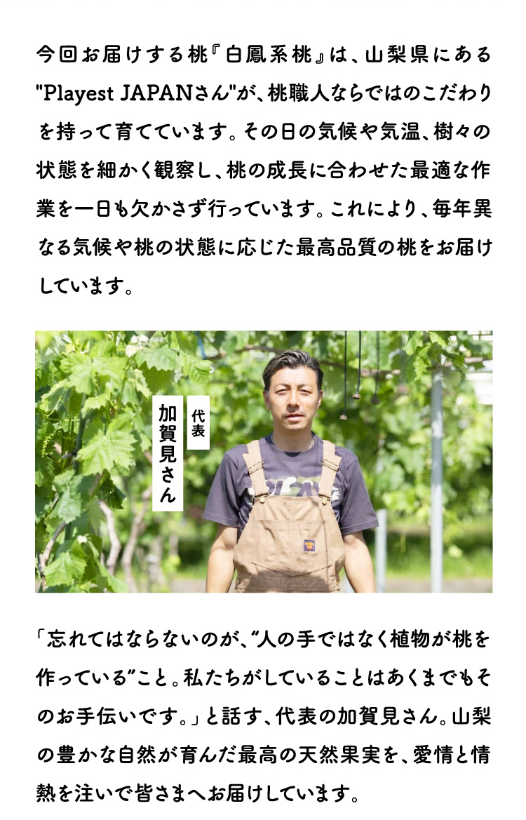 【産地直送】Playest JAPANさんが作る『朝採れ桃（白鳳系）』（山梨県産）