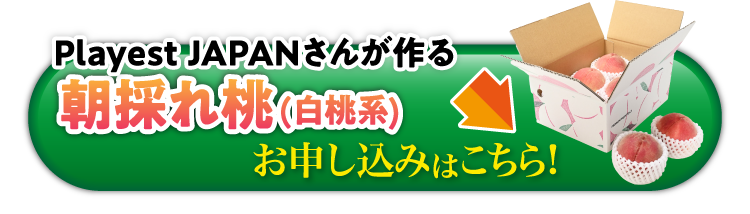 【産地直送】PlayestJAPANさんが作る『朝採れ桃（白桃系）』（山梨県産）