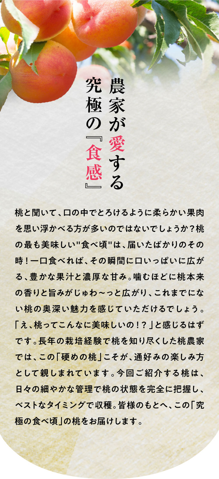 【産地直送】PlayestJAPANさんが作る『朝採れ桃（白桃系）』（山梨県産）