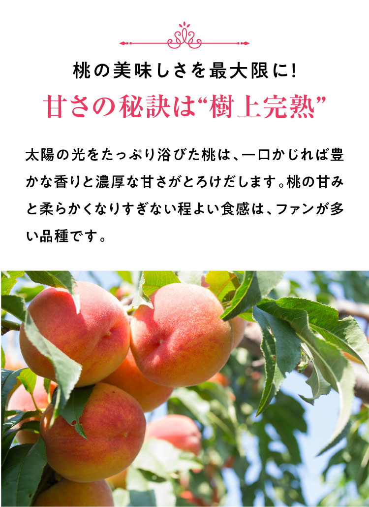 【産地直送】PlayestJAPANさんが作る『朝採れ桃（白桃系）』（山梨県産）
