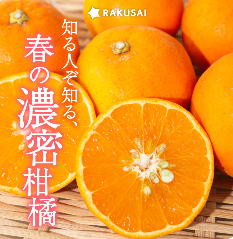 【産地直送】岡農園さんの『セミノール』（三重県産）