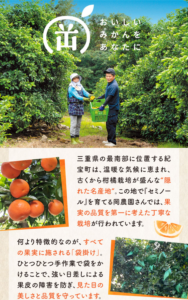 【産地直送】岡農園さんの『セミノール』（三重県産）