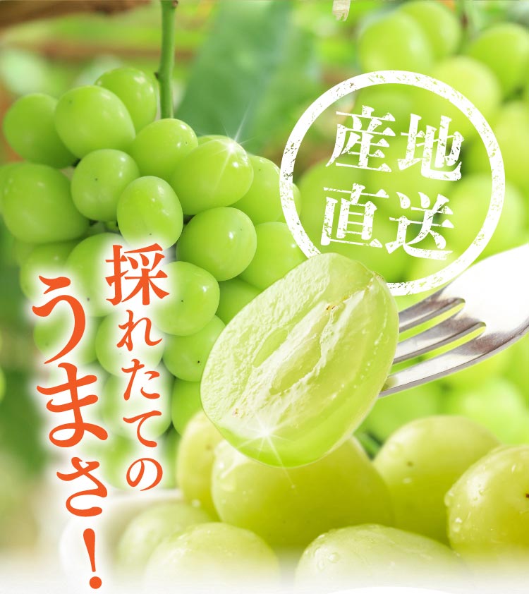 【産地直送】採れたて！岡木農園さんの至高のシャインマスカット（長野県産）