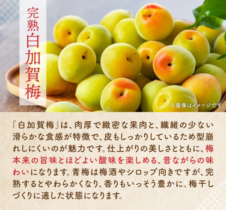白加賀梅の『梅仕事セット』（群馬県産）