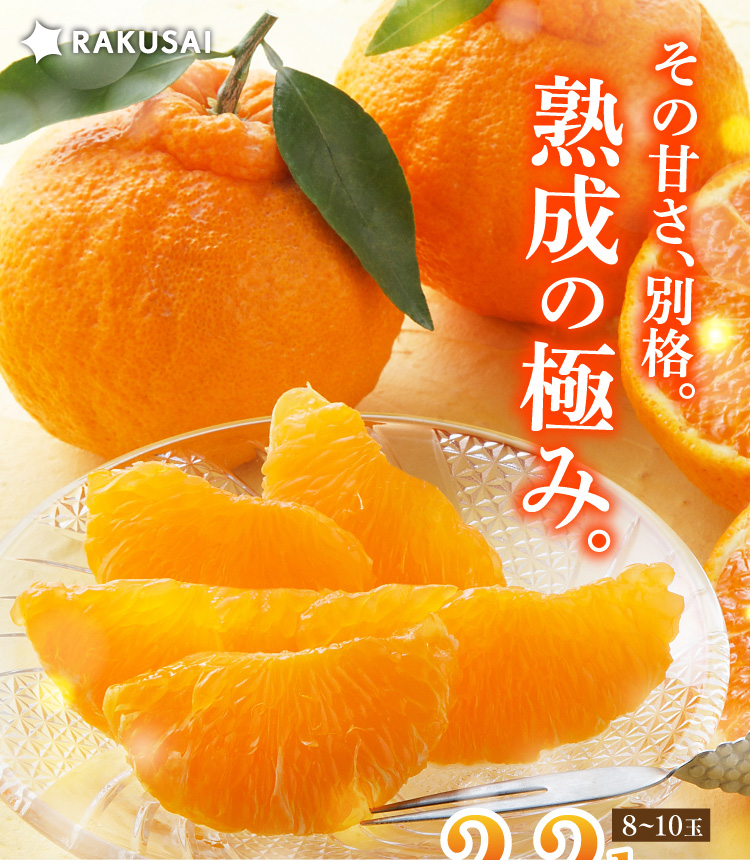 【バイヤー厳選】三角地区の『不知火（しらぬい）』（熊本県産）