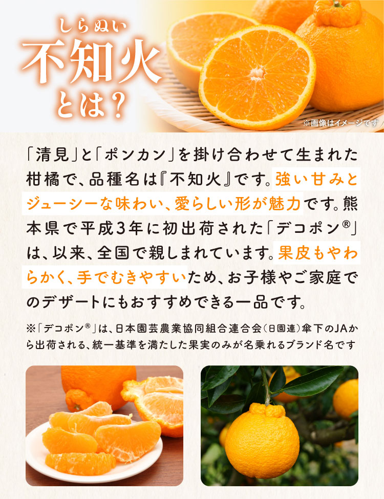 【バイヤー厳選】三角地区の『不知火（しらぬい）』（熊本県産）