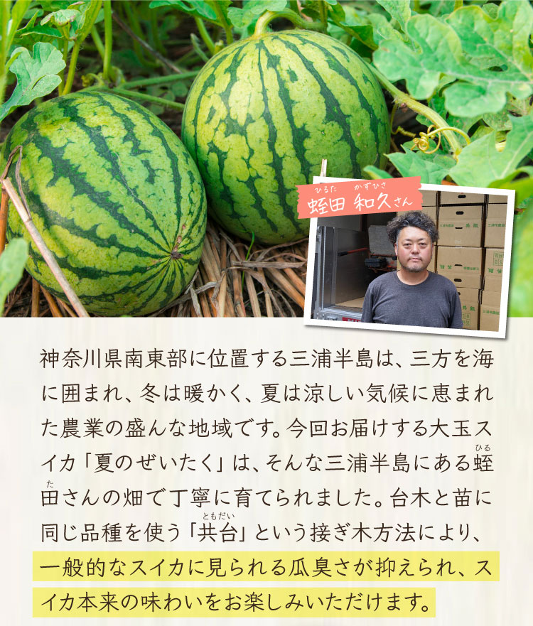 追加販売【バイヤー厳選】蛭田さんの大玉スイカ「夏のぜいたく」（神奈川県産）