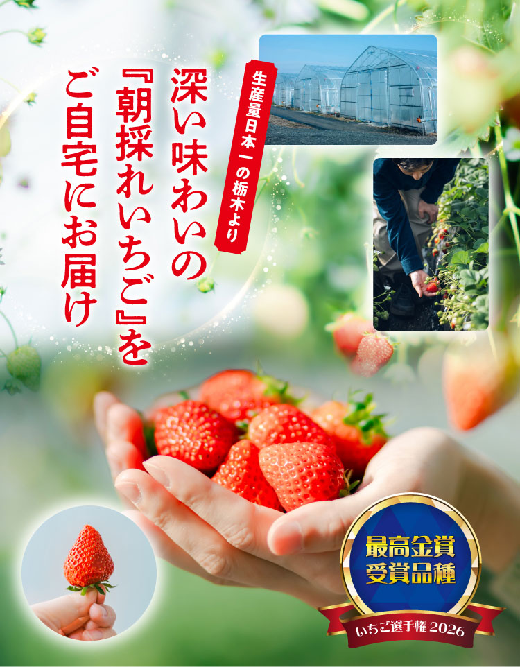 【産地直送】中里苺園さんの『とちあいか』（栃木県産）