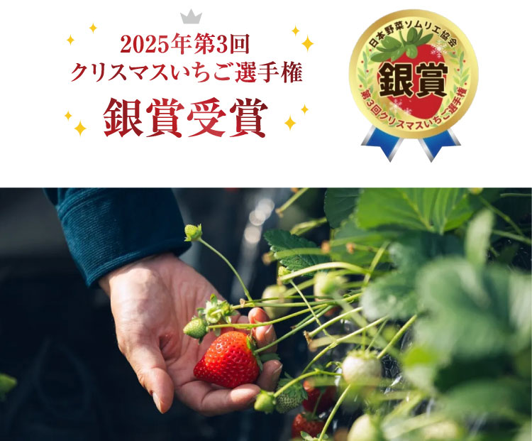 【産地直送】中里苺園さんの『とちあいか』（栃木県産）