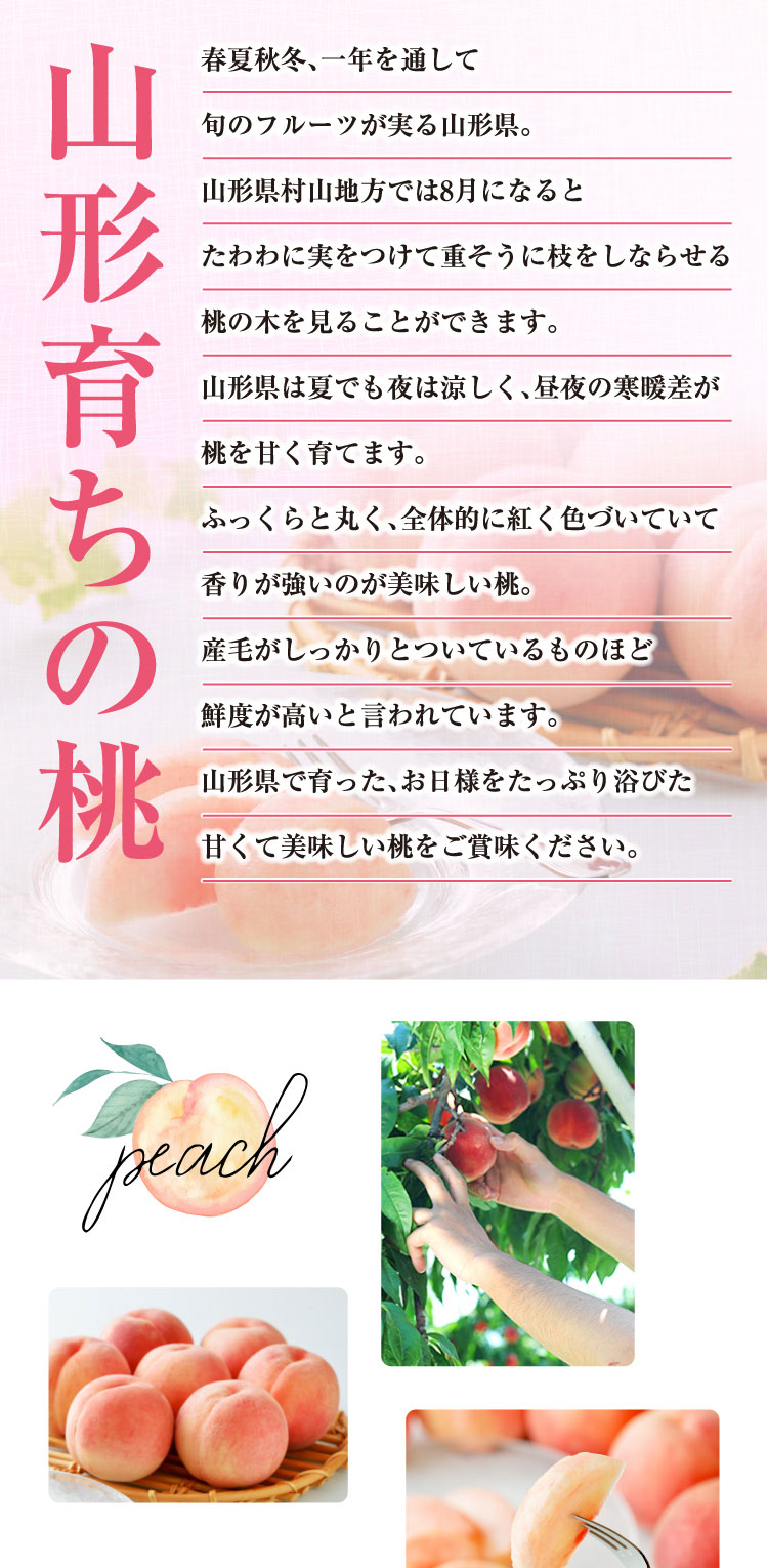 【産地直送】フルーツ王国・山形が誇る『白桃』（山形県産）