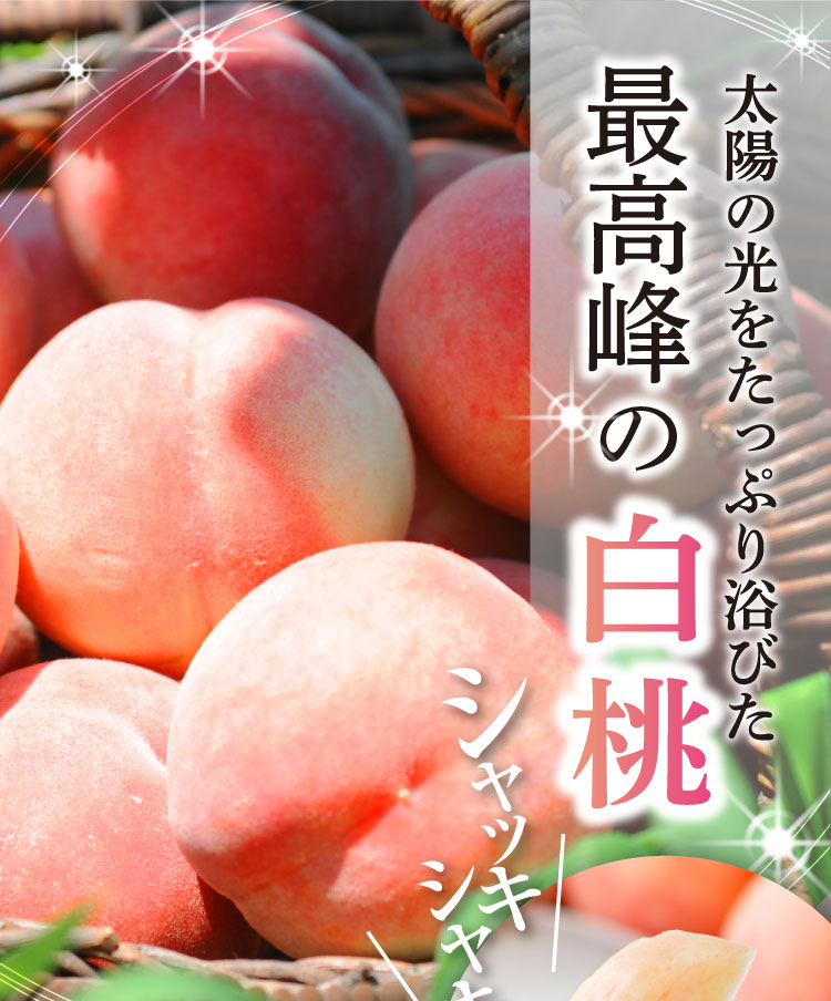 【産地直送】フルーツ王国・山形が誇る『白桃』（山形県産）