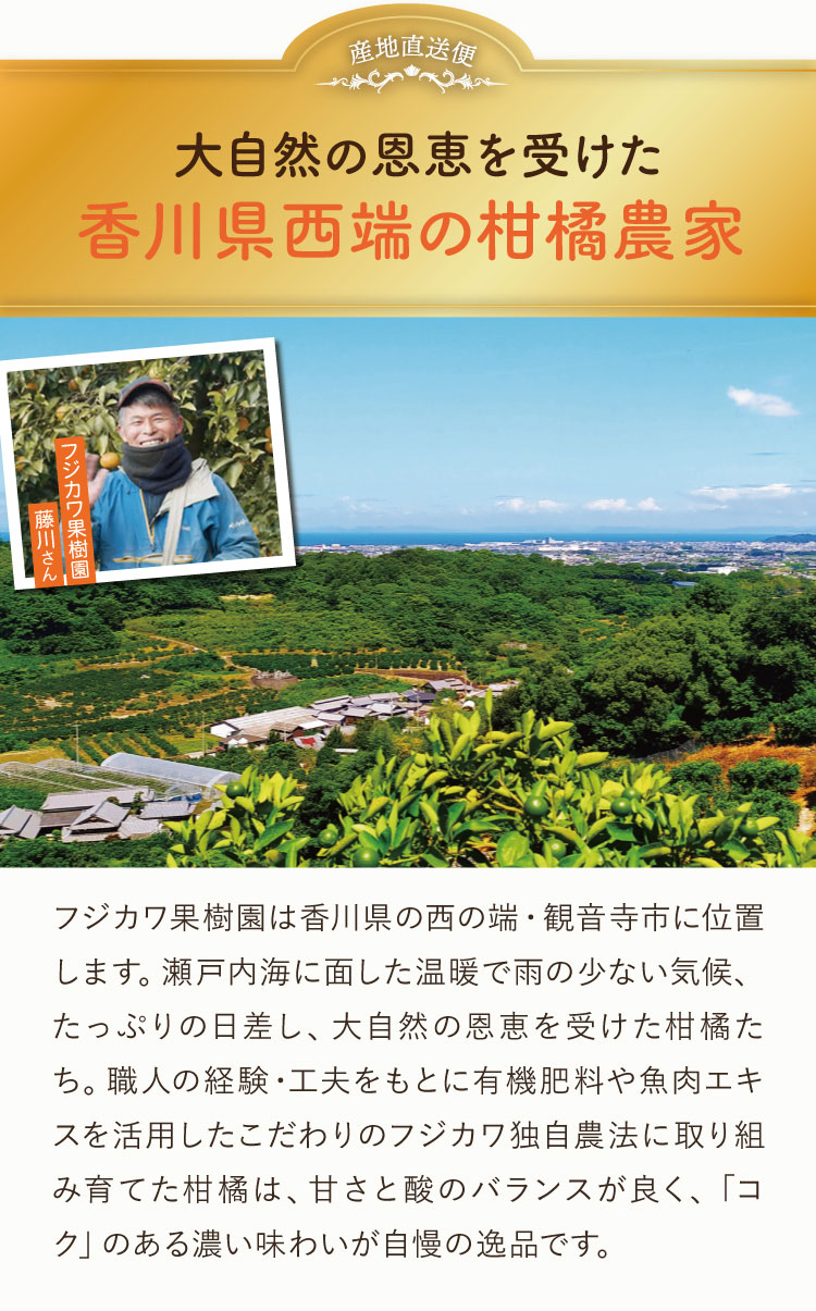 【産地直送】フジカワ果樹園さんのゆら早生みかん（香川県産）