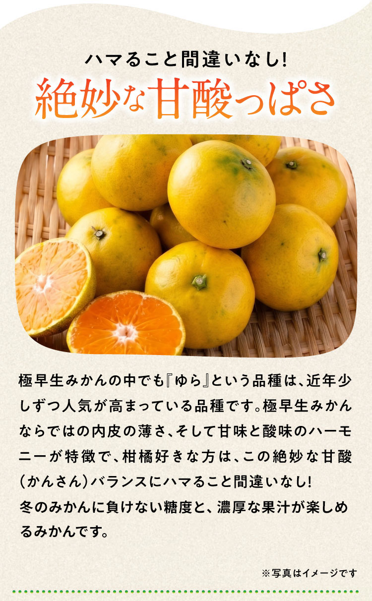 産地直送】フジカワ果樹園さんの『ゆら早生みかん』（香川県産）