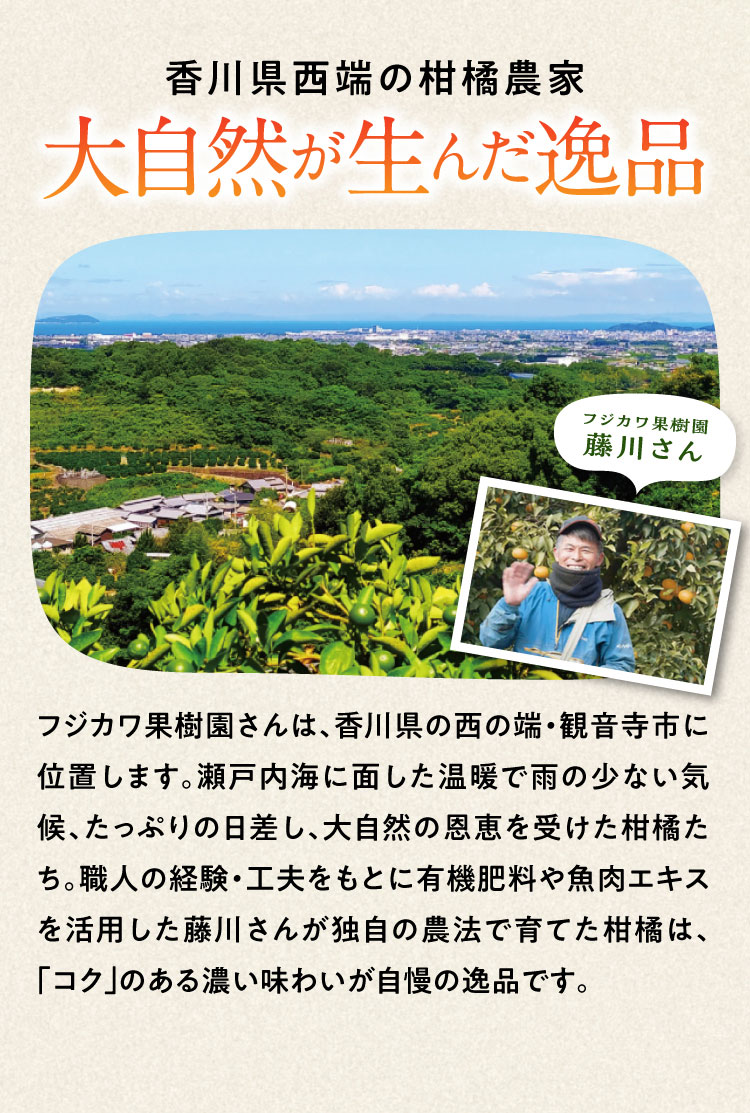 【産地直送】フジカワ果樹園さんの『ゆら早生みかん』（香川県産）