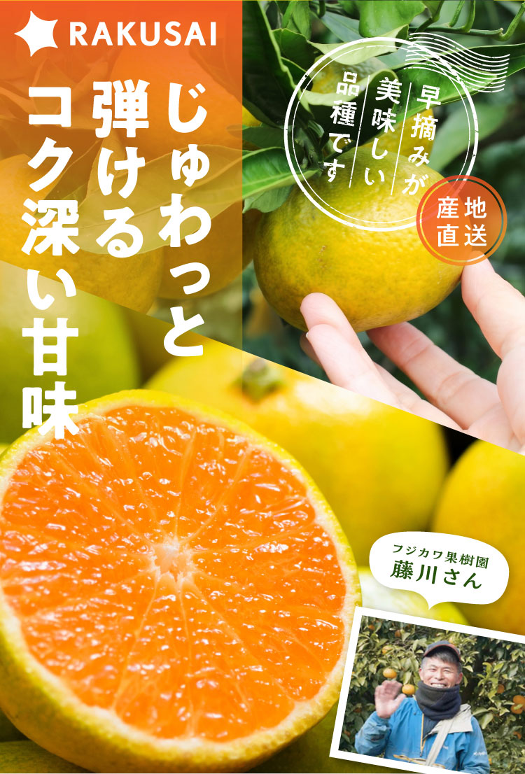 産地直送】フジカワ果樹園さんの『ゆら早生みかん』（香川県産）