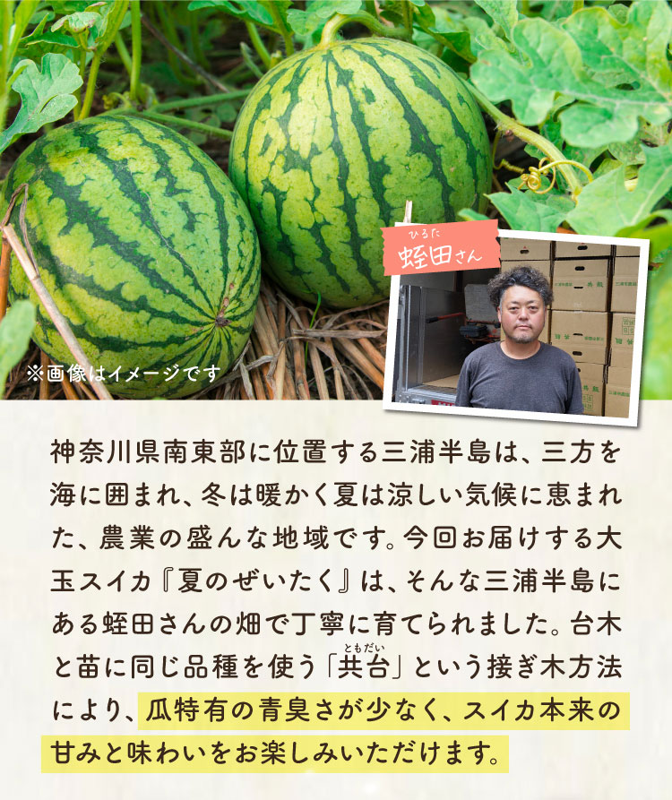 【産地直送】蛭田さんの大玉スイカ『夏のぜいたく』（神奈川県産）