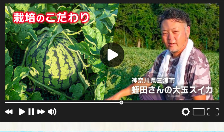 【産地直送】蛭田さんの大玉スイカ『夏のぜいたく』（神奈川県産）