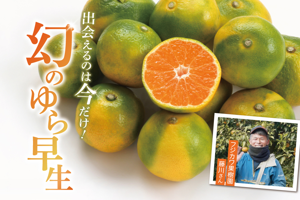 【産地直送】フジカワ果樹園さんのゆら早生みかん(香川県産)