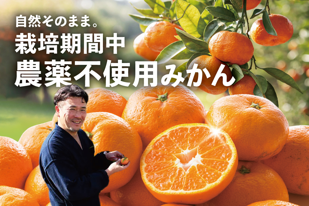 【産地直送】位田さんの青島みかん（静岡県産）