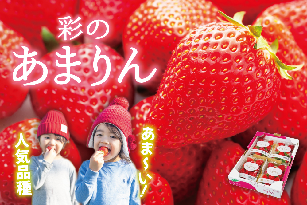 【産地直送】矢島農園さんのいちご『彩のあまりん』（埼玉県産）