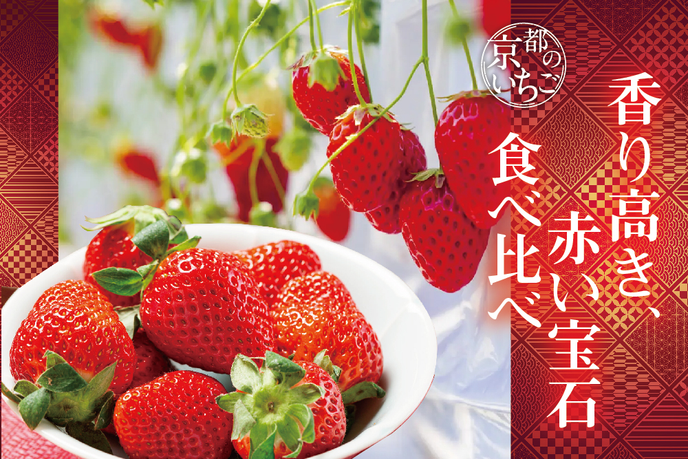 【産地直送】redさんのいちご『紅ほっぺ・スターナイト』（京都府産）