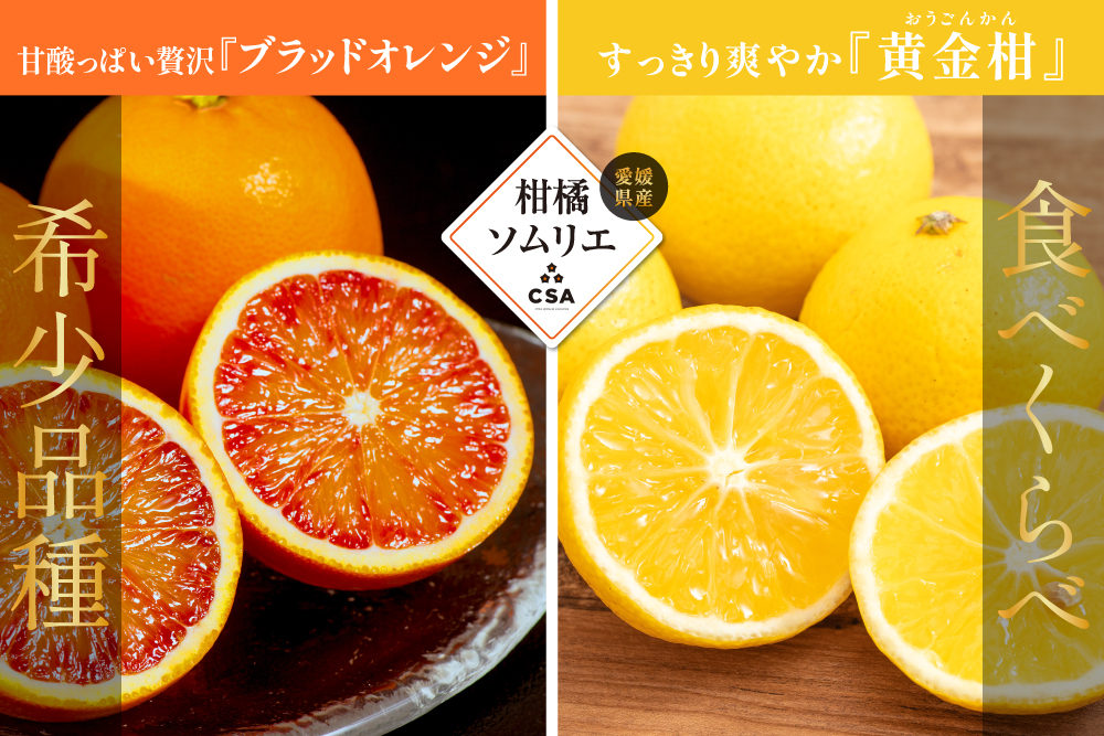 【産地直送】柑橘ソムリエの『ブラッドオレンジ・黄金柑』（愛媛県産）