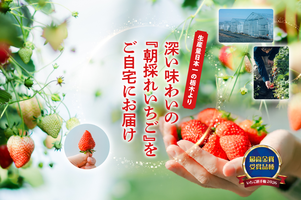 【産地直送】中里苺園さんの『とちあいか』（栃木県産）