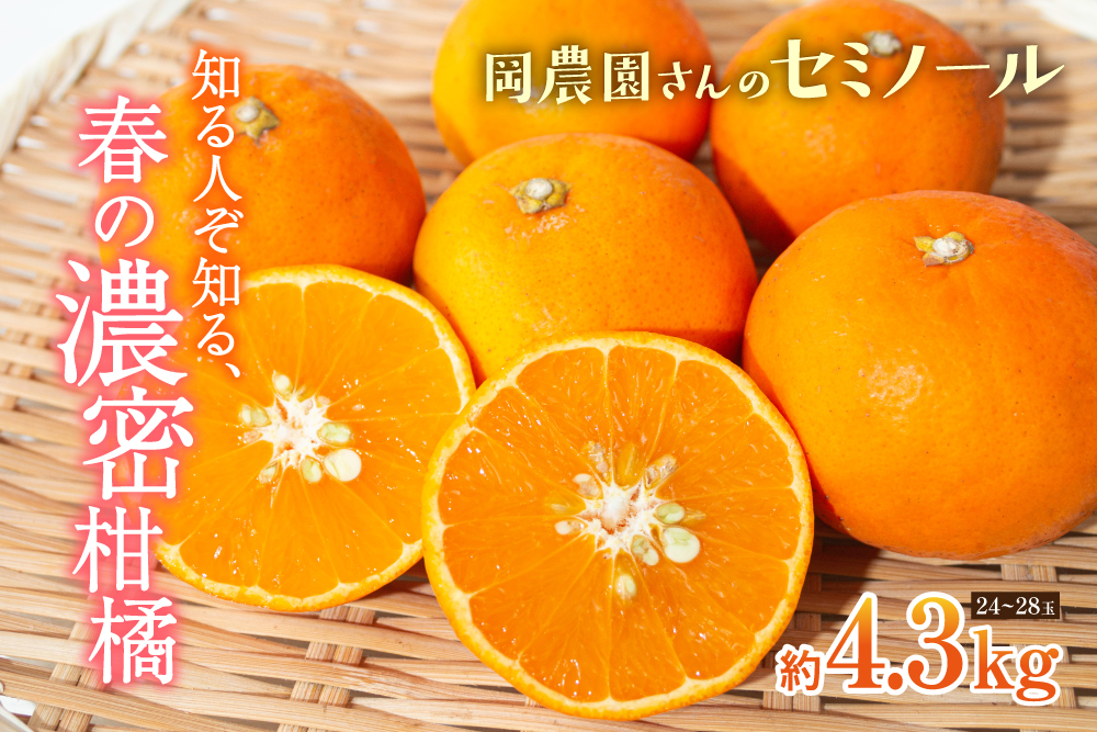 【産地直送】岡農園さんの『セミノール』（三重県産）