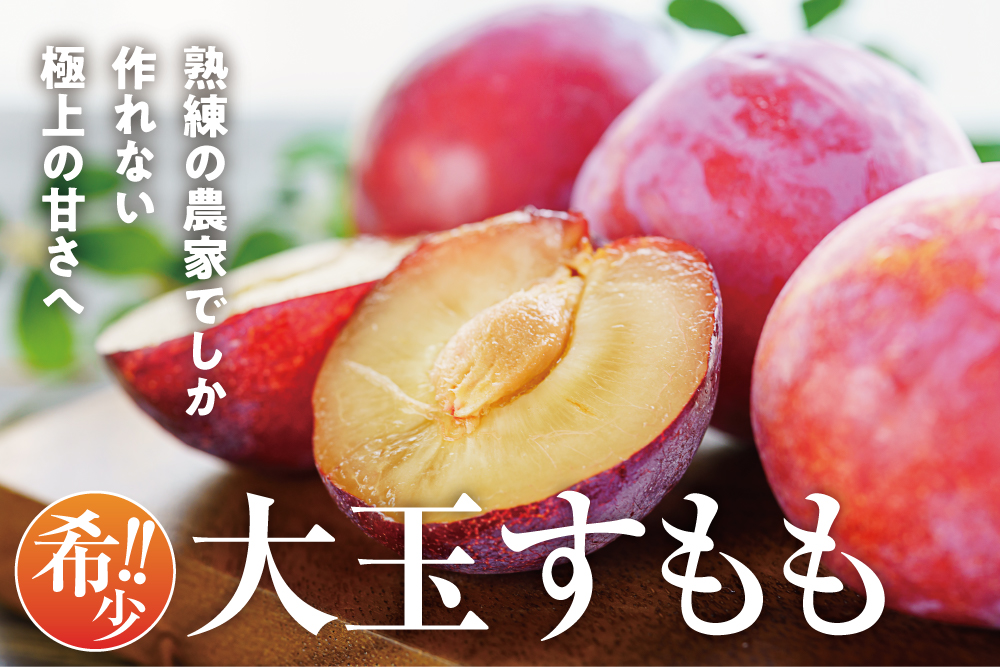 【産地直送】菊島さんの『大玉すもも 貴陽』（山梨県産）
