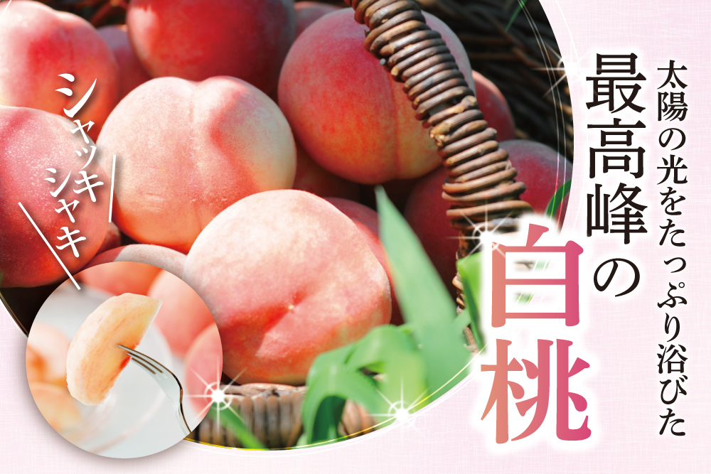 【産地直送】フルーツ王国 山形の『白桃』（山形県産）