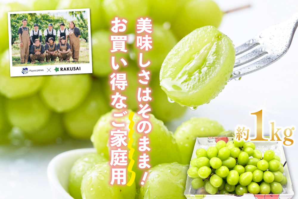 【バイヤー厳選】ご家庭用シャインマスカット（山梨県産）