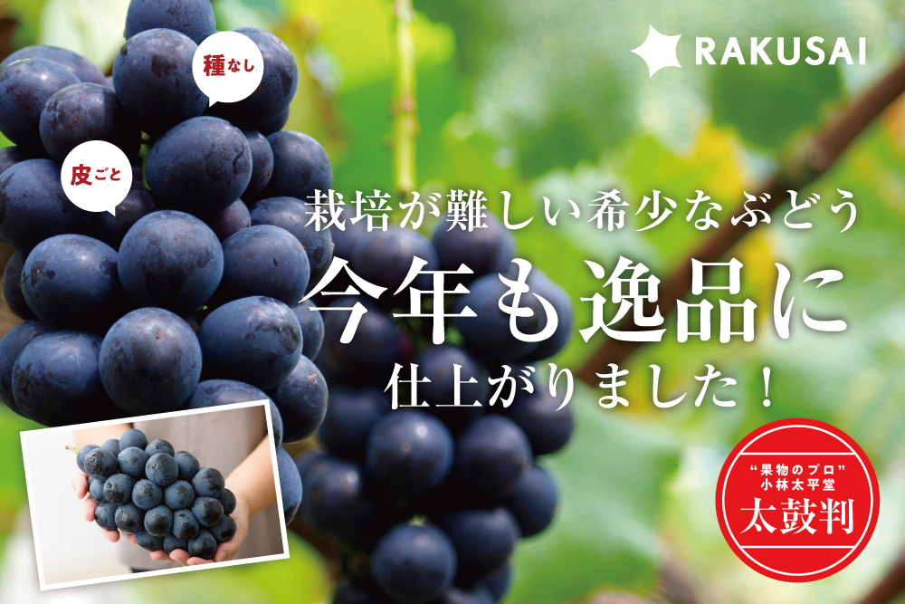 【産地直送】希少な高級黒ぶどう『ナガノパープル』（長野県産）