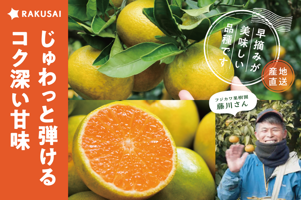 【産地直送】フジカワ果樹園さんの『ゆら早生みかん』（香川県産）
