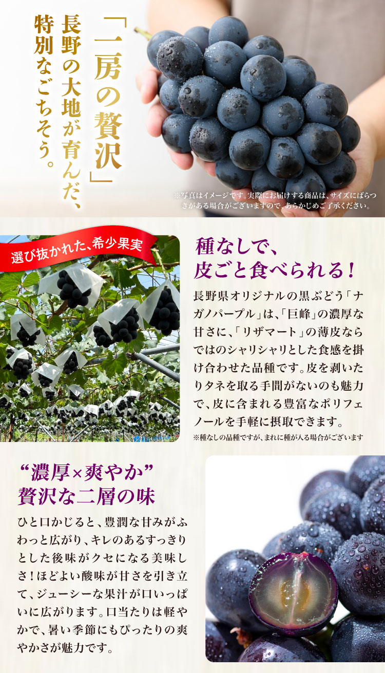 【産地直送】ナガノパープル 2房（長野県産）