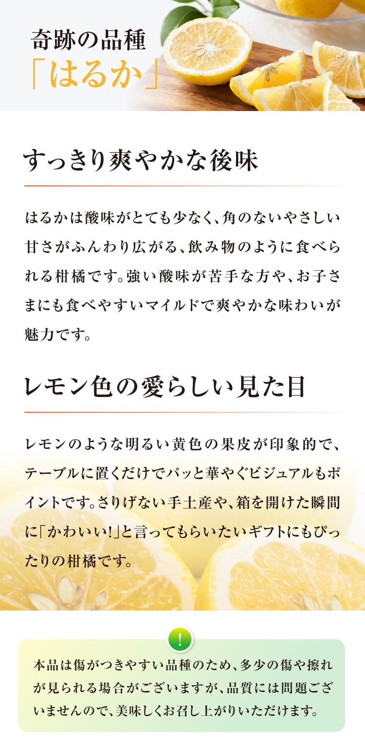 【産地直送】柑橘ソムリエの『せとか・はるか（ご家庭用）』（愛媛県産）