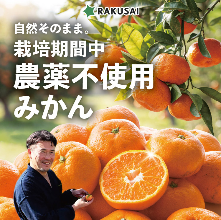 【産地直送】位田さんの青島みかん（静岡県産）