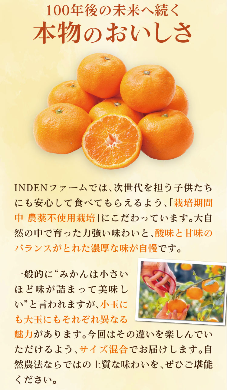 【産地直送】位田さんの青島みかん（静岡県産）