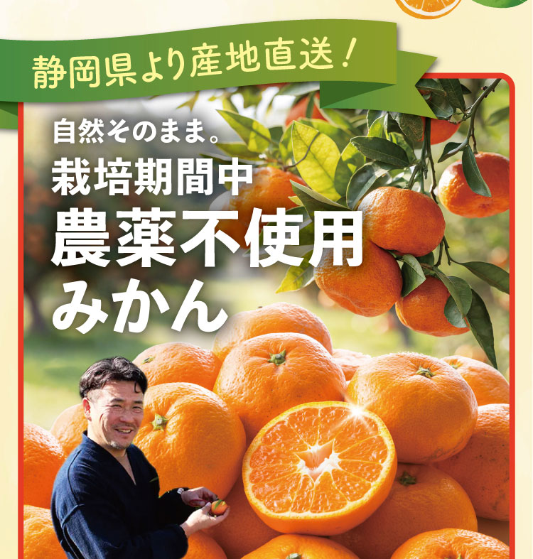 【産地直送】位田さんの青島みかん（静岡県産）
