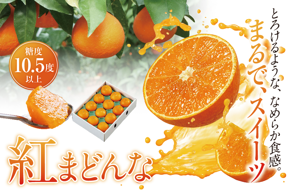 2025年11月17日(月)～12月1日(月)【バイヤー厳選】高級柑橘 紅まどんな（愛媛県産）