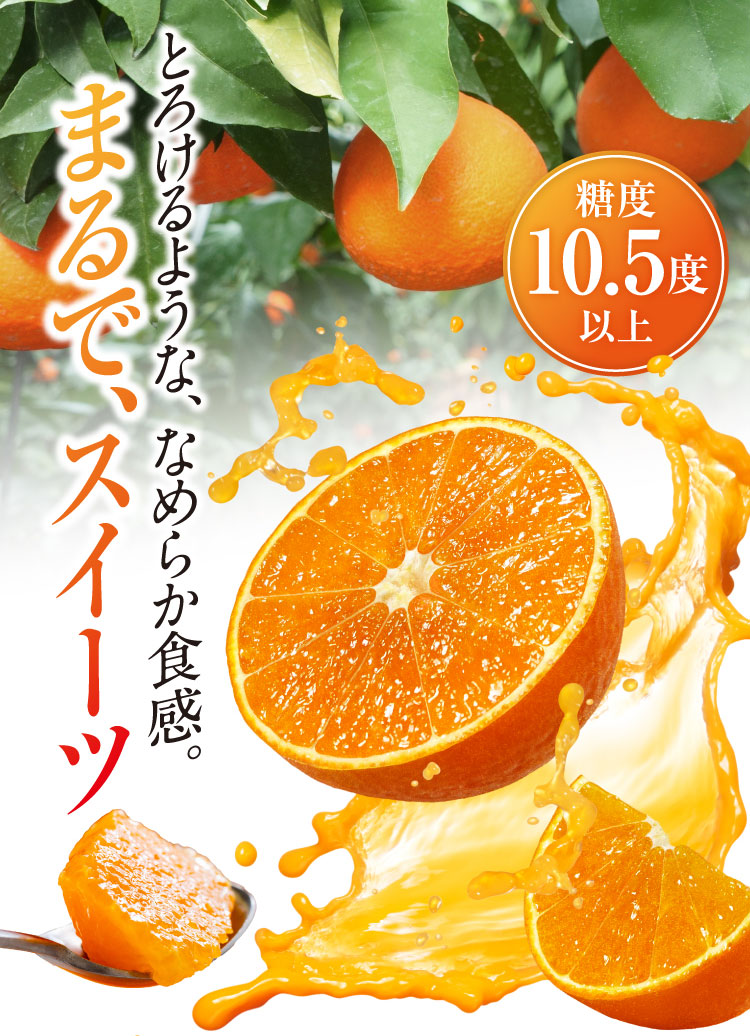 【バイヤー厳選】高級柑橘 紅まどんな（愛媛県産）