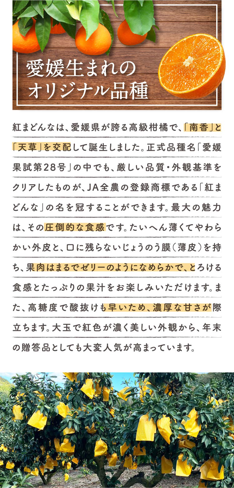 【バイヤー厳選】高級柑橘 紅まどんな（愛媛県産）