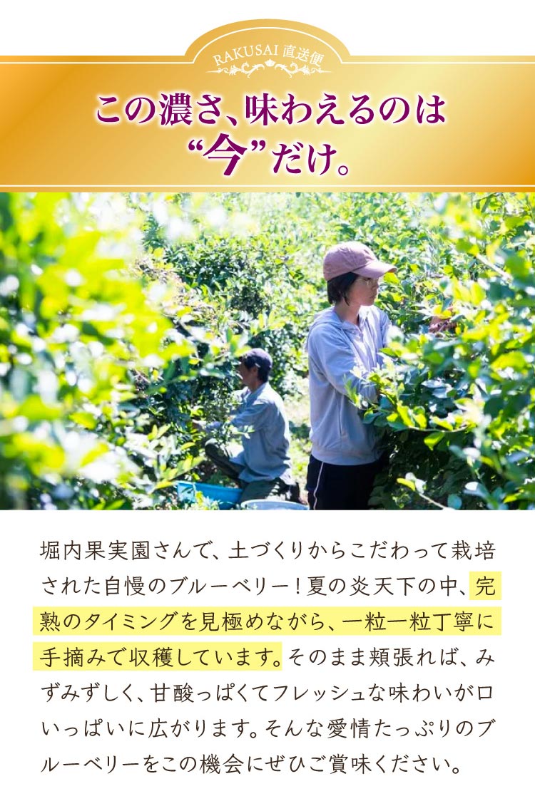 【バイヤー厳選】堀内果実園さんのブルーベリー（奈良県産）
