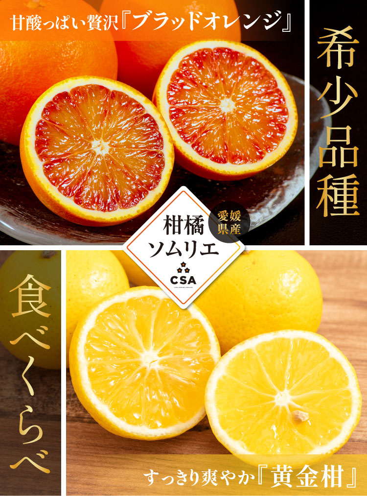 【産地直送】柑橘ソムリエの『ブラッドオレンジ・黄金柑』（愛媛県産）