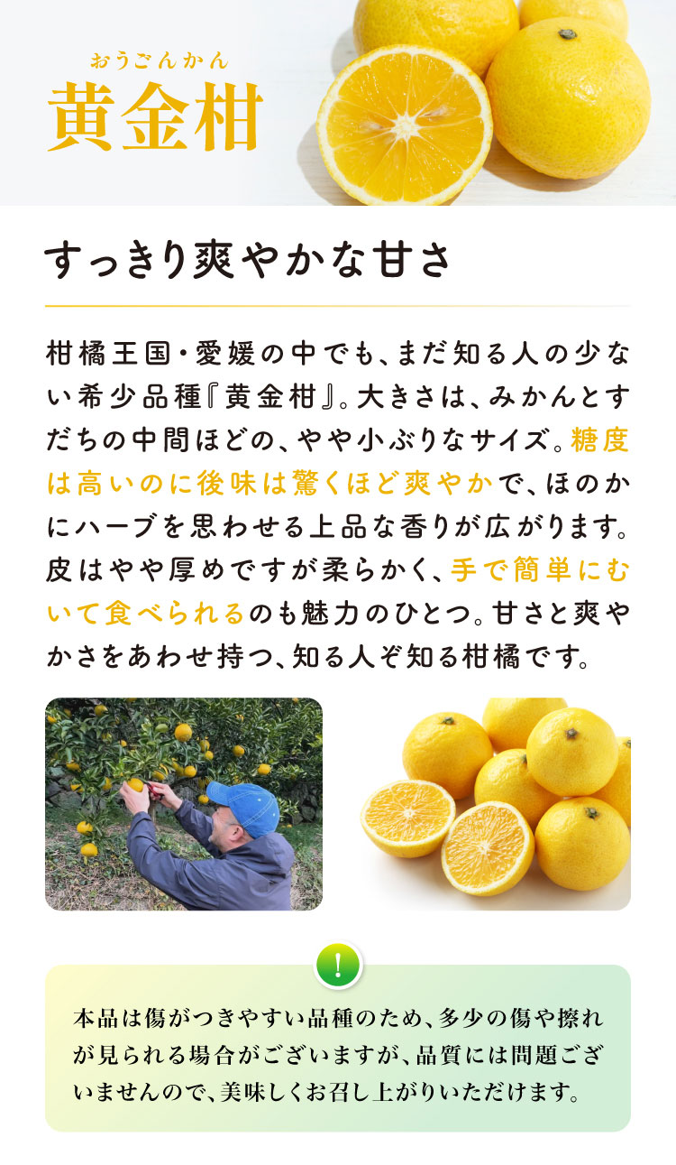 【産地直送】柑橘ソムリエの『ブラッドオレンジ・黄金柑』（愛媛県産）