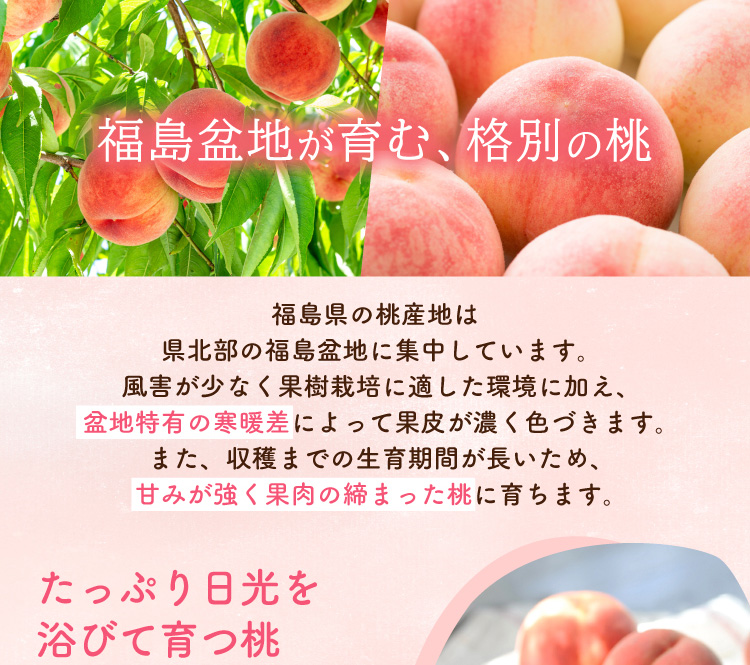 【産地直送】夏のごちそう『伊達の白桃』（福島県産）