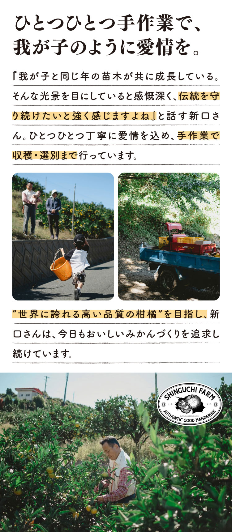 【産地直送】新口農園さんが育てた五代蜜柑（愛媛県産）