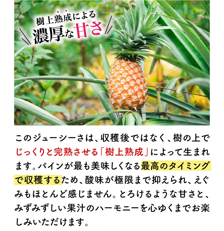 【バイヤー厳選】超希少品種パイン！ゴールドバレル（沖縄県産）